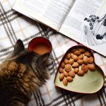 cat eating