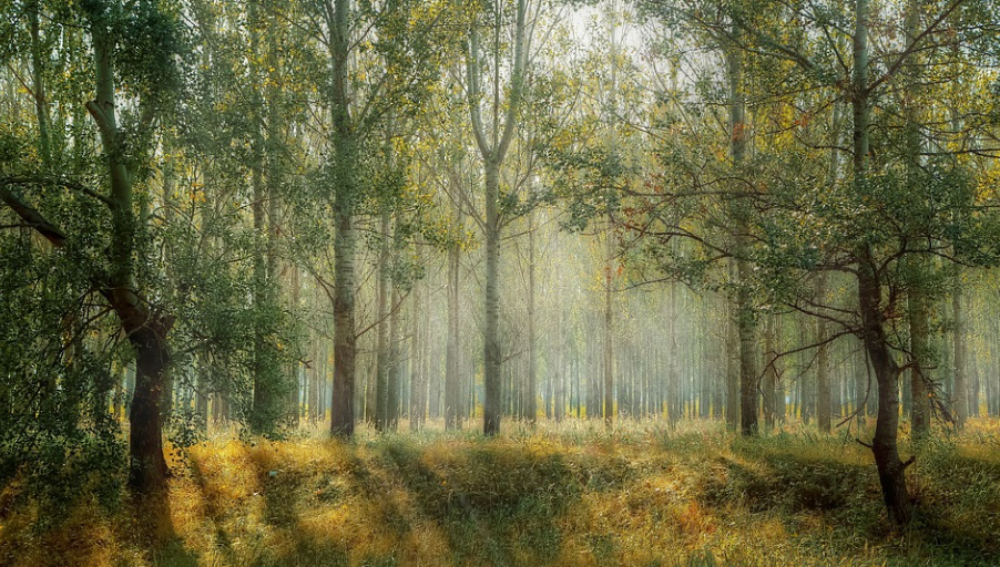 nature